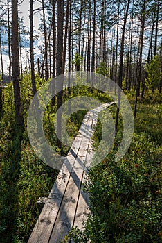 wavy wooden foothpath in swamp forest tourist trail