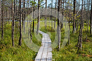 wavy wooden foothpath in swamp forest tourist trail