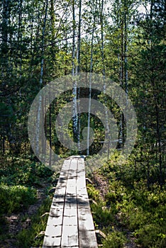 wavy wooden foothpath in swamp forest tourist trail