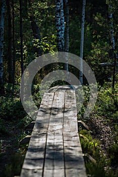 wavy wooden foothpath in swamp forest tourist trail