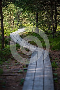 wavy wooden foothpath in swamp forest tourist trail