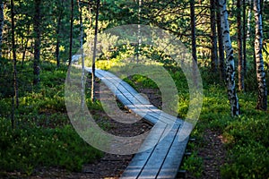 wavy wooden foothpath in swamp forest tourist trail