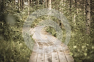 wavy wooden foothpath in swamp forest tourist trail - vintage retro look