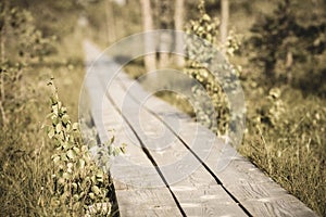 wavy wooden foothpath in swamp forest tourist trail - vintage retro look