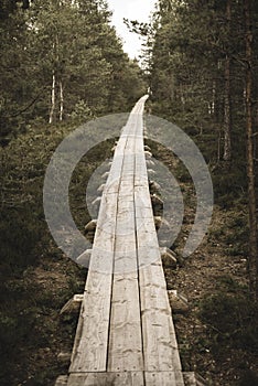 wavy wooden foothpath in swamp forest tourist trail - vintage retro look