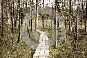 wavy wooden foothpath in swamp forest tourist trail - vintage retro look