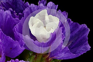 Wavyleaf Sea Lavender (Limonium sinuatum). Flower Closeup