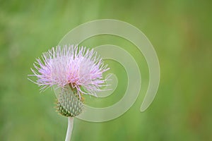 Wavyleaf Thistle (Cirsium undulatum)