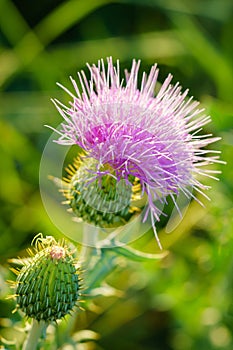 Wavyleaf Thistle - Cirsium undulatum