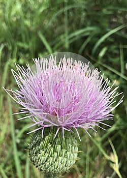 Wavyleaf Thistle photo