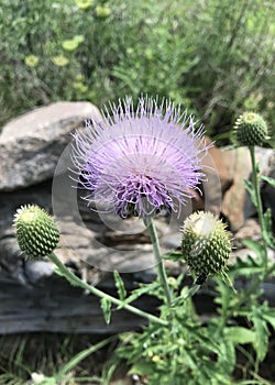 Wavyleaf Thistle photo