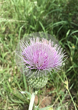 Wavyleaf Thistle photo