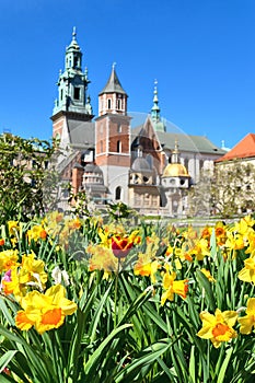 Wawel castle and daffodil flowers in Krakow, Poland during spring