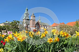 Wawel castle and daffodil flowers in Krakow, Poland during spring