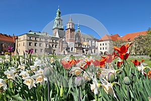 Wawel castle in Krakow, Poland during spring time. Tulips and daffodils flowers