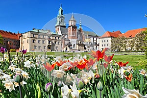 Wawel castle and tulip flowers in Krakow, Poland during spring