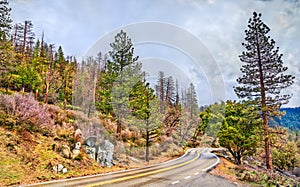 Wawona Road in Yosemite National Park, California photo