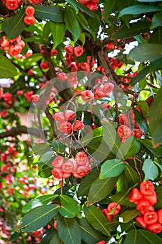 A wax apple tree full of fruit