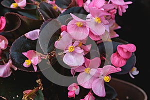 Wax begonia pink blooming flowers