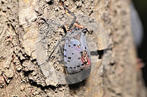 Wax cicada superfamily insects