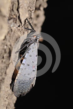 Wax cicada superfamily insects