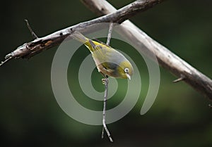 Wax Eye bird