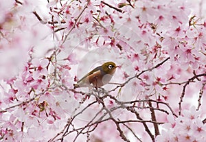 Wax Eye in spring