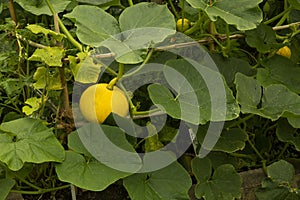 The wax gourd (Benincasa hispida).