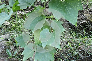 A Wax gourd vine grows on a fence, with a hang ash pumpkin fruit between the leaves