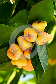 Wax Jambu Fruits grown on tree