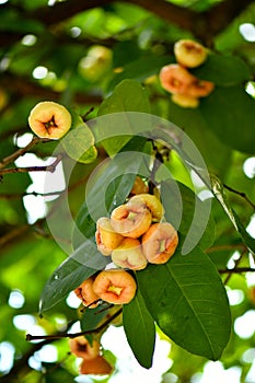 Wax Jambu Fruits grown on tree