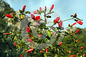 Wax mallow, or Malvaviscus arboreus flowers in a garden