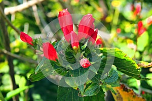 Wax mallow, or Malvaviscus arboreus flowers in a garden
