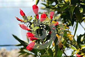 Wax mallow, or Malvaviscus arboreus flowers in a garden