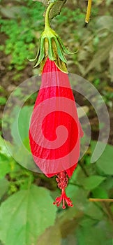 Wax Mallow or Malvaviscus Flower on Blurred Background photo