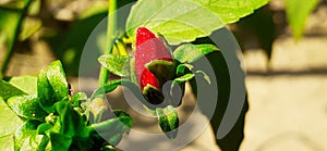 Wax Mallow or Malvaviscus Flower Bud on Nature Background photo