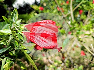 Wax mallow: a species of Malvaviscus, its botanical name is Malvaviscus arboreus.