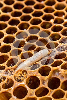 Wax moth larvae on brood comb