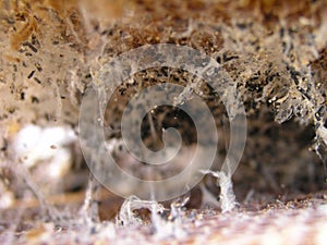 Wax moth larvae on an infected bee nest.