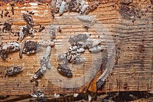 Wax moth larvae on an infected bee nest. cover of the hive is infected with a wax moth. The family of bees is sick with a wax moth