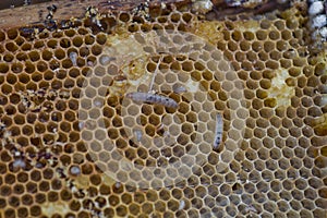 Wax moth larvae on an infected bee nest. cover of the hive is infected with a wax moth. family of bees is sick with a wax moth