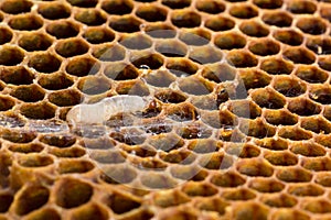 Wax moth larvae and webs photo