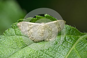 Wax moth species at Satara, Maharashtra,
