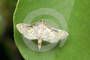 Wax moth species, Satara, Maharashtra