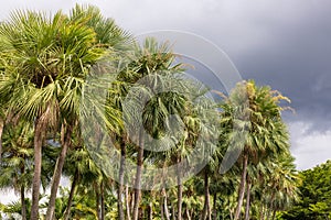 Wax palm or Carnauba , plant native in the northeastern Brazil