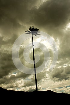 The wax palm, Cocora valley. Quindio, Colombia