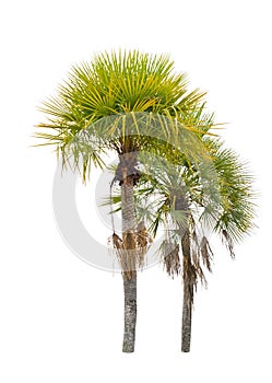 Wax palm(Copernicia Alba)Palm tree.