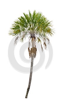 Wax palm(Copernicia Alba)Palm tree.