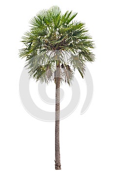 Wax palm(Copernicia Alba)Palm tree