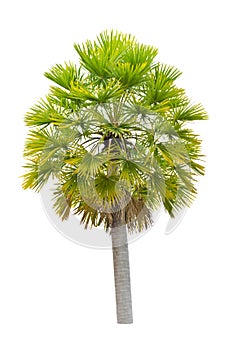 Wax palm(Copernicia Alba)Palm tree. photo
